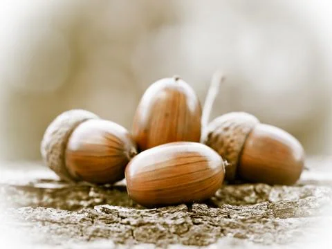 Oak acorns Foto stock