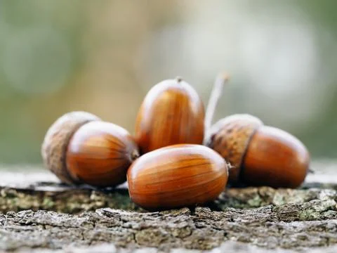 Oak acorns Stock Photos