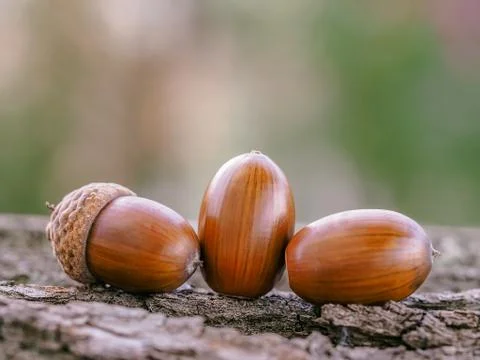 Oak acorns Stockfoto's