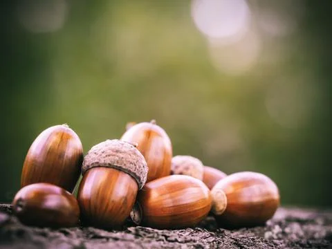Oak acorns Stockfoto's