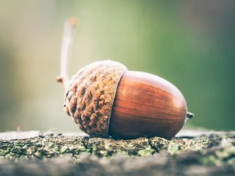 Oak acorns Stock Photos