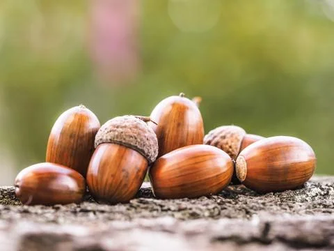 Oak acorns Stockfoto's