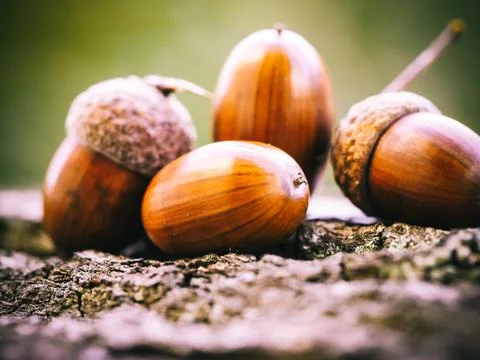 Oak acorns Stockfoto's