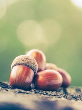 Oak acorns Stock Photos