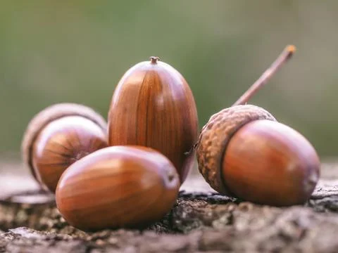 Oak acorns Stock Photos