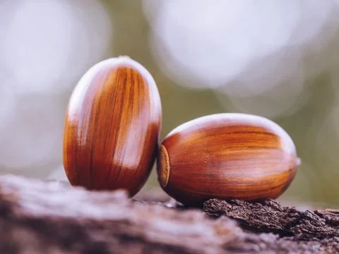 Oak acorns Stock Photos