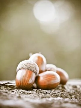 Oak acorns Stock Photos