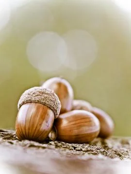 Oak acorns Stockfoto's