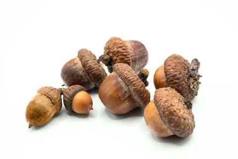 Oak acorns Stock Photos