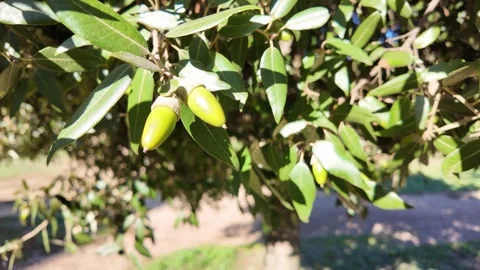 Oak acorns with textured shells and natural charm Stock-Footage 322656133
