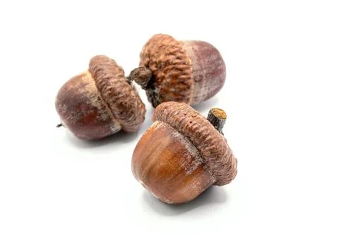 Oak acorns on white background Stock Photos