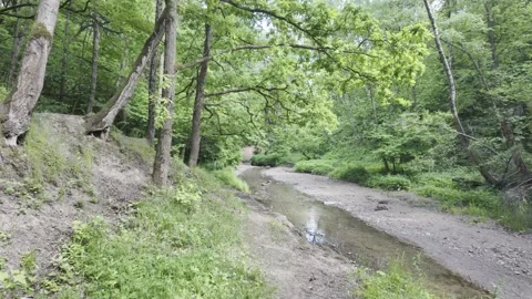 Oak and alder trees lean from a high earthen bank over a shallow river. Stock Footage 336435454