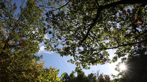 Oak and aspen tree. Stock Footage 296822073