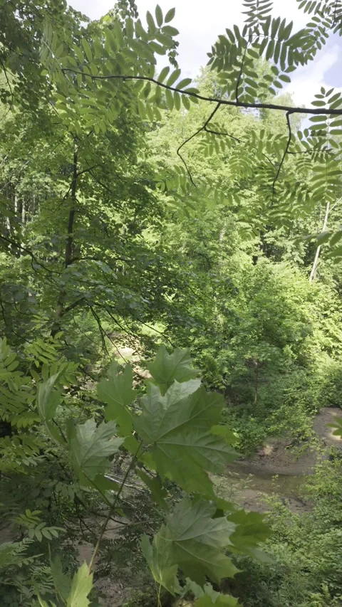Oak and birch trees lean from a high earthen bank over a shallow river. Stock Footage 336435481