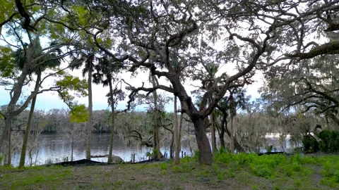 Oak and cypress trees at St johns river banks near Orlando, Florida. Stock-Footage 277377959