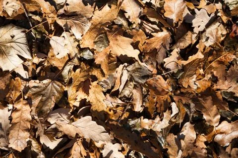 Oak and maple leaves Stock Photos