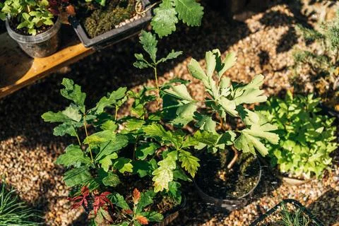 Oak and maple saplings in potted containers arranged on gravel surface in small Stock Photos