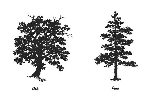 Oak and Pine Tree Silhouettes Vector Illustration Set Isolated on White Illustration