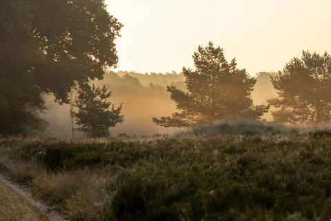Oak and pine trees with wisps of mist on the heath. Stock Photos