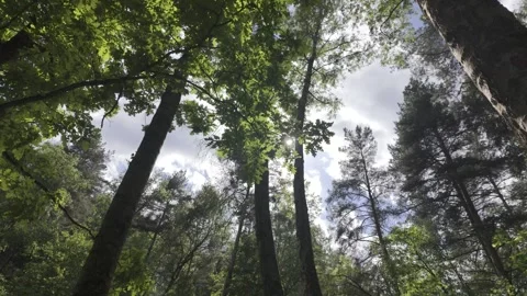 Oak and pine treetops form a dense green canopy under a partly cloudy sky. Stock Footage 336433239