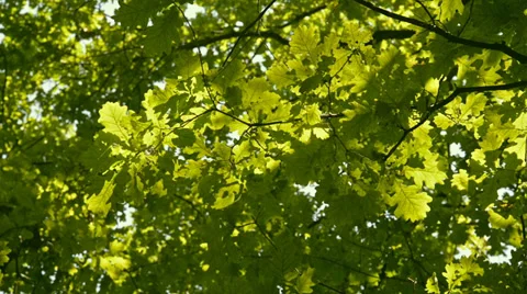 Oak and Wind Stock Footage 39514642