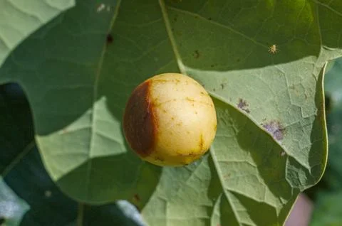 Oak Apple Gall on a Green Leaf in Summer Stock Photos