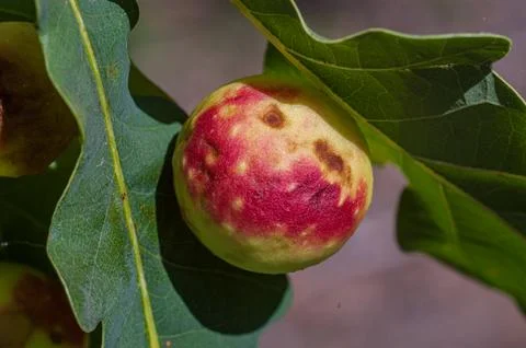 Oak Apple Gall on Green Leaf Stock Photos