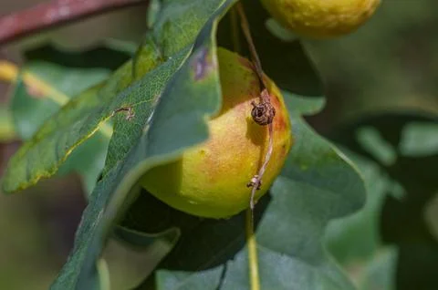 Oak Apple Gall on Green Leaf Stock Photos