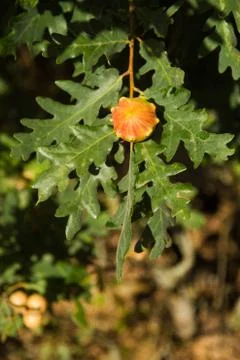 Oak apple 스톡 사진