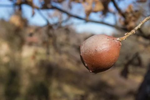 Oak Apple Photos