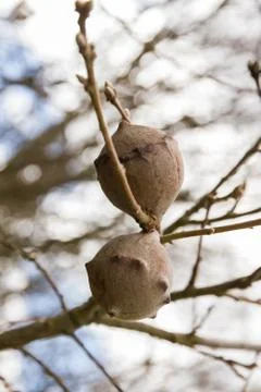 Oak Apple 스톡 사진