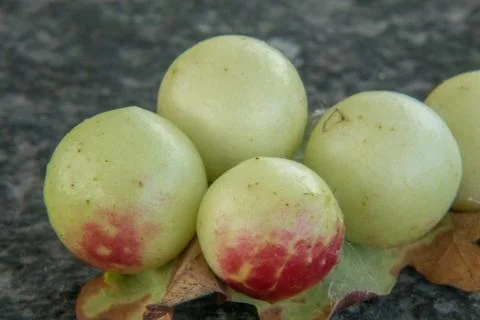 Oak apple Stock Photos