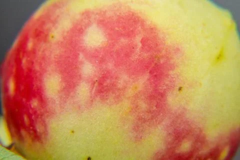 Oak apple Stock Photos