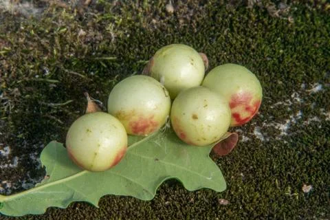 Oak apple Stock Photos