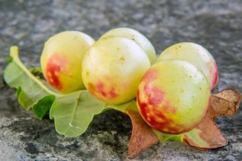 Oak apple Stock Photos