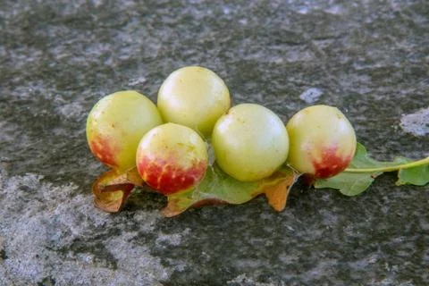 Oak apple Stock Photos