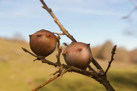 Oak Apple Foto stock