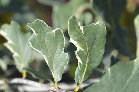 Oak Argenteo Marginata Stock Photos