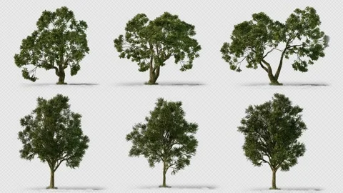 Oak Ash Trees 4k Alpha 3D render Video stock 204130253
