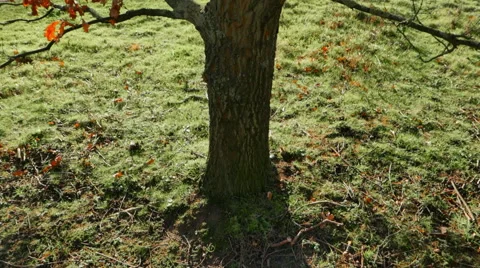 Oak in Autumn Video stock 58840716