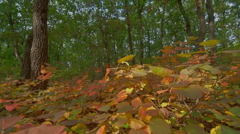 Oak autumn forest Time lapse, Motorized slider. Stock-Footage 41988976