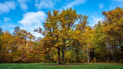 Oak in the Autumn Forest. Timelapse Stock Footage 118082640