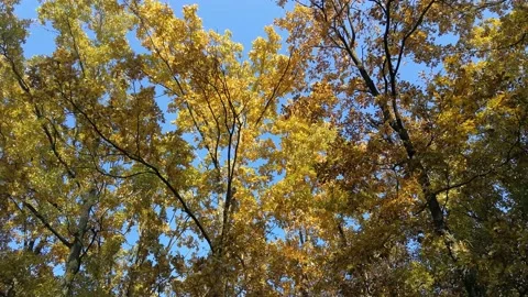 Oak autumn forest. The wind flutters the yellow foliage. Stock Footage 163615622