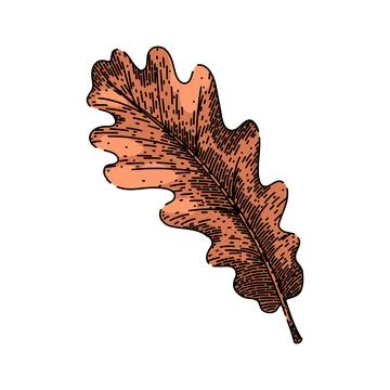 Oak autumn leaf sketch hand drawn vector Stock Illustration