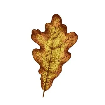 Oak autumn leaf. Vector color vintage hatching illustration isolated on white Stock Illustration