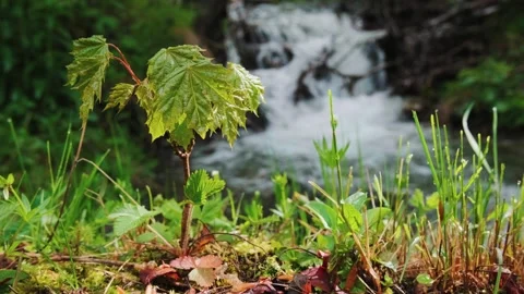 Oak on the background of a mountain stream Stock Footage 241725389