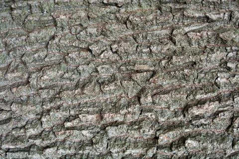 Oak bark close-up Stock Photos