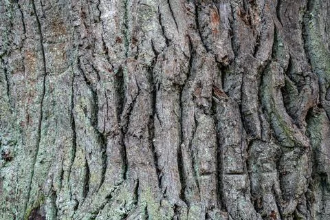 Oak bark close up Stock Photos