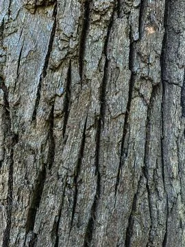 Oak bark in close-up. Stock Photos