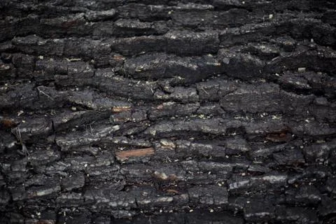 Oak bark closeup dark texture Stock Photos